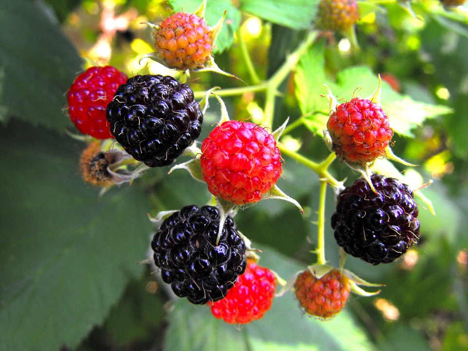 Food fresh red