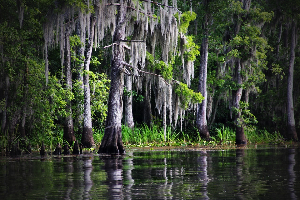 Moss cypress nature