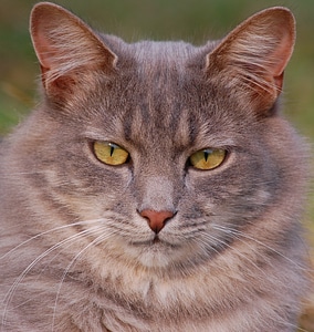 Kitten domestic kitty