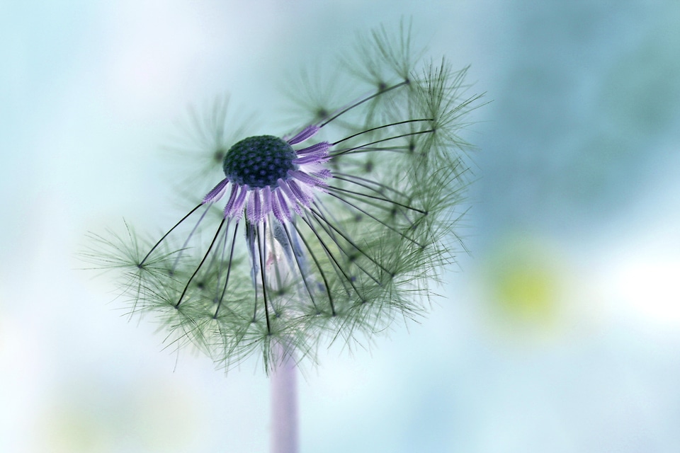 Pointed flower seeds close up
