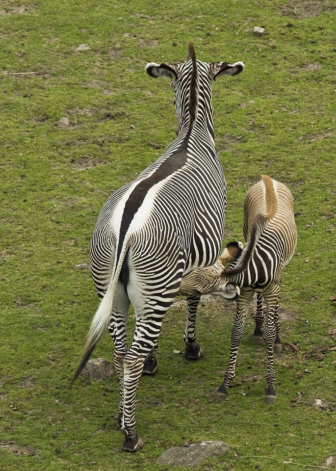 Animals outside zebras
