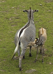 Animals outside zebras