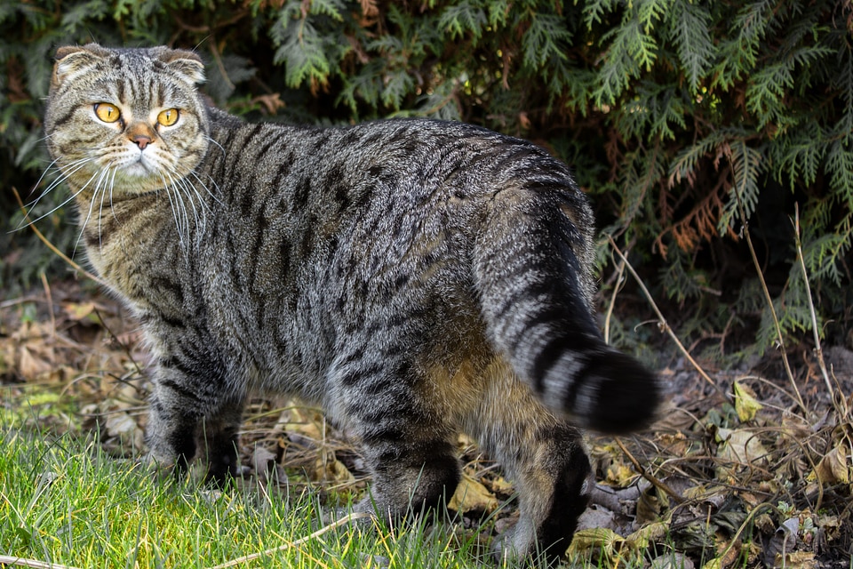 Review on the go pet