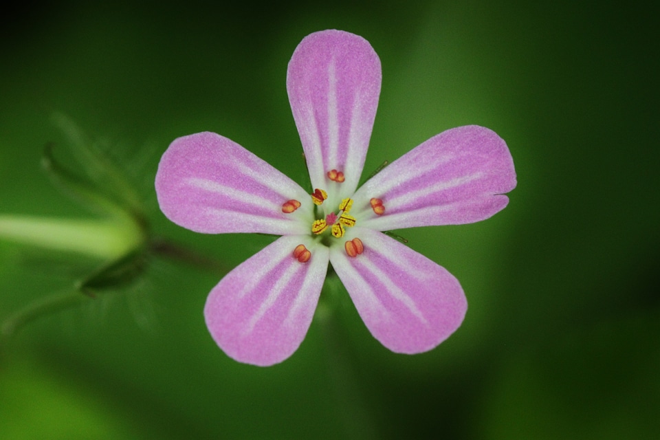 Cranesbill close up plant photo