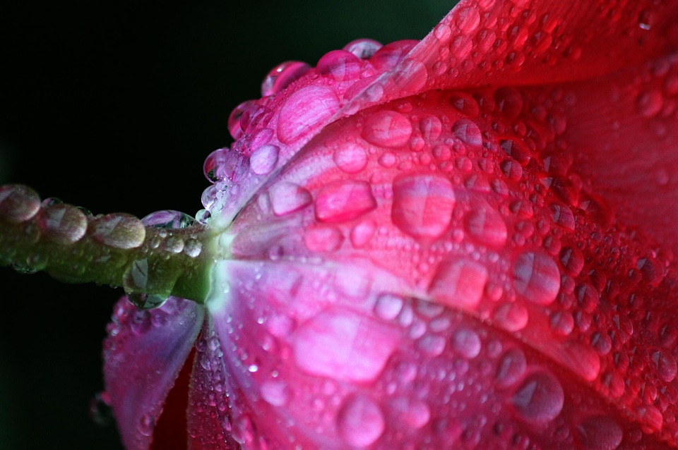 Bloom petal drop of water