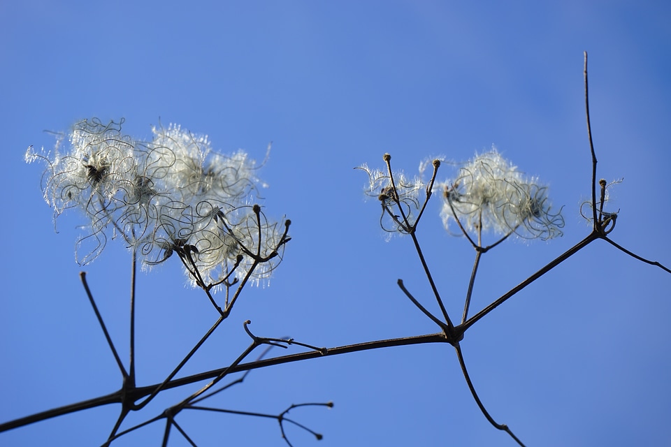 Filigree soft fluffy