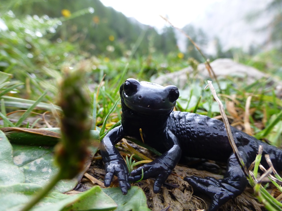 Alpine nature amphibian