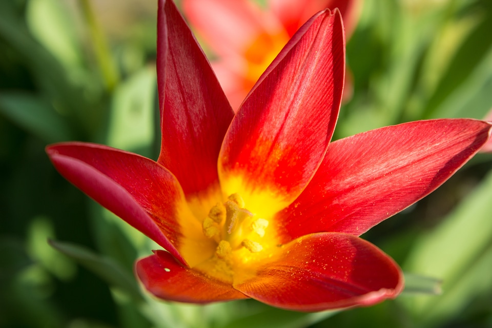 Harbinger of spring spring tulpenbluete