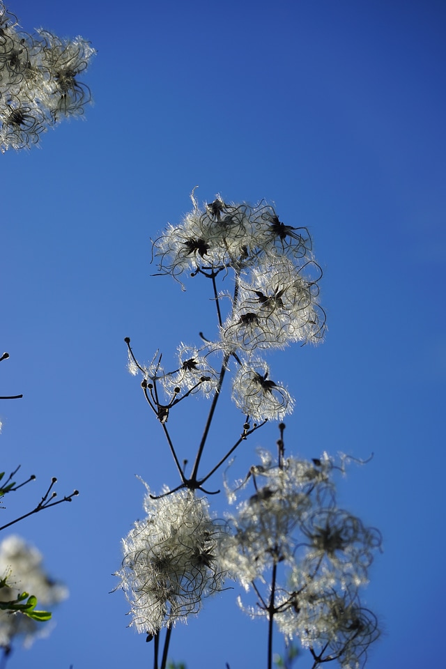 Filigree soft fluffy