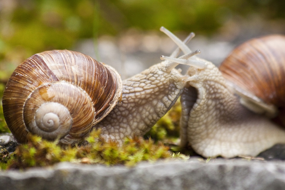 Spiral pomatia grass