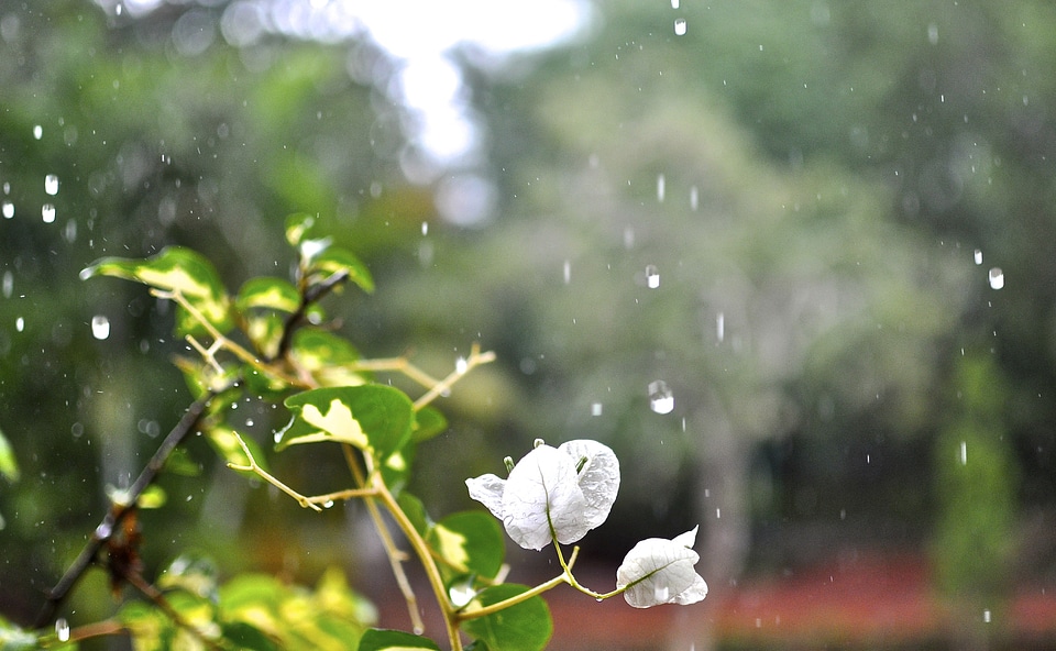 Plant natural blossom