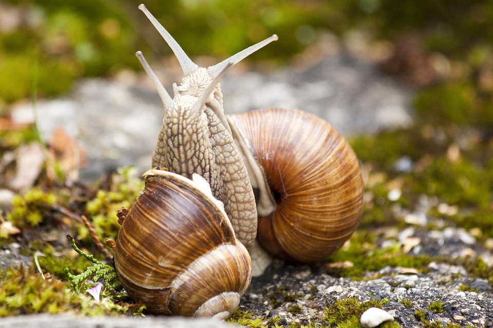 Spiral pomatia grass