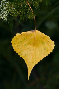 Leaves autumn yellow photo