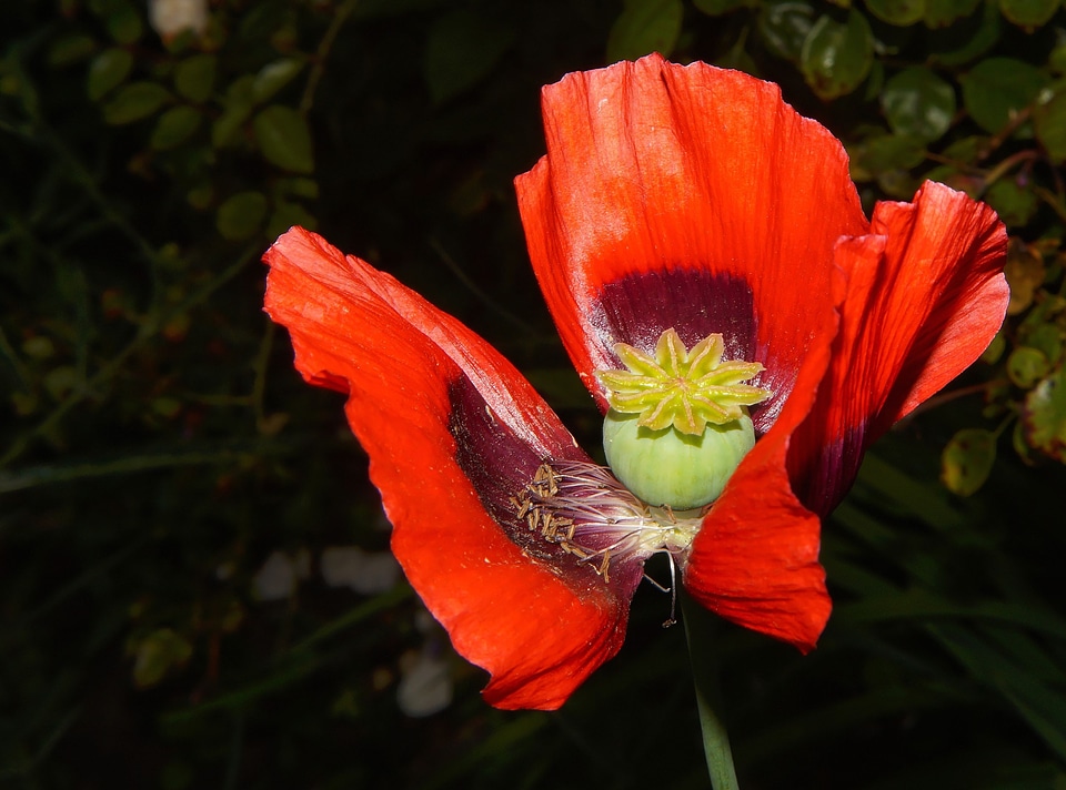 Red klatschmohn colorful