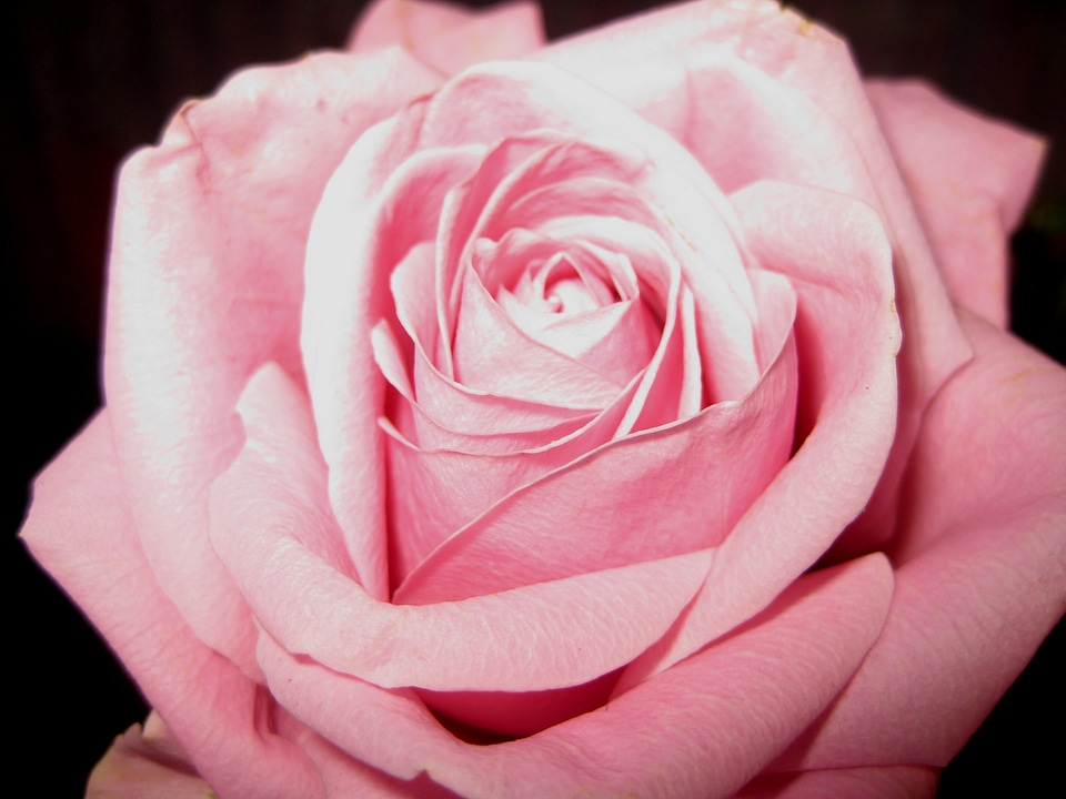 Congratulation celebration pink