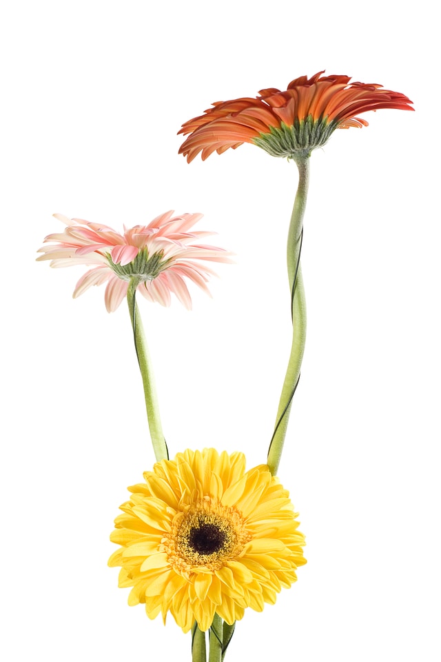 Gerbera Flowers