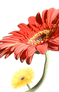 Red Gerbera Flower photo