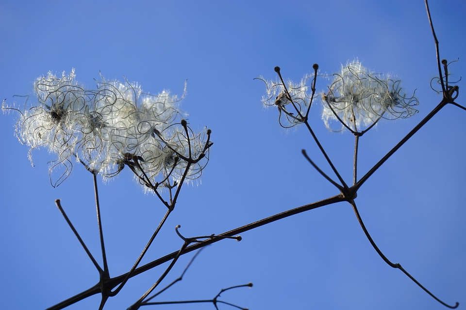 Filigree soft fluffy