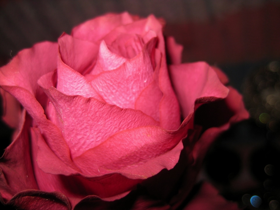 Congratulation celebration dark pink