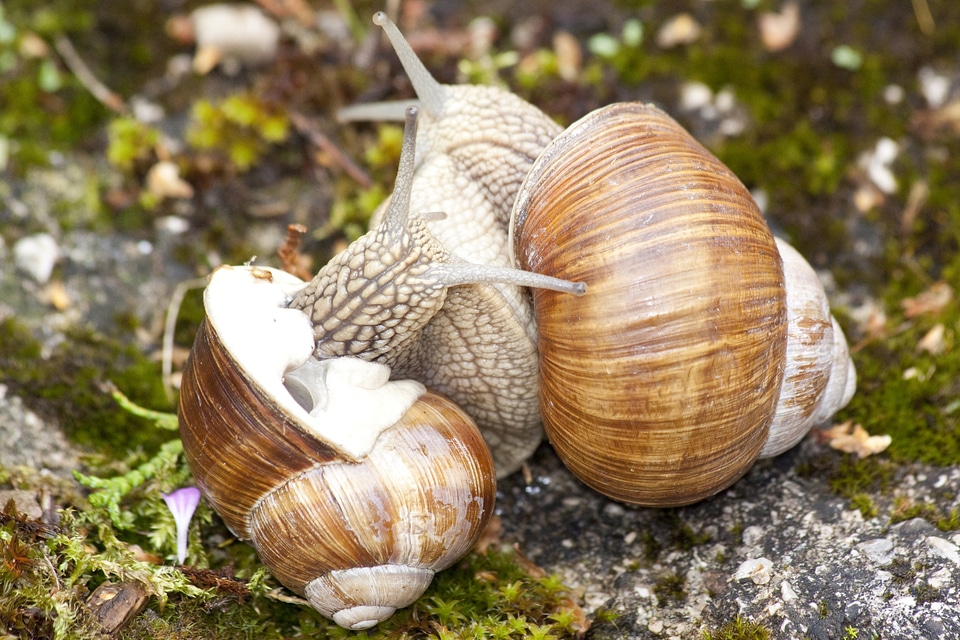 Spiral pomatia grass