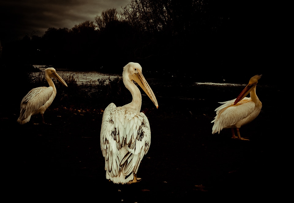 Water animals birds photo