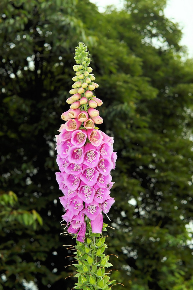 Digitalis purpurea toxic colorful