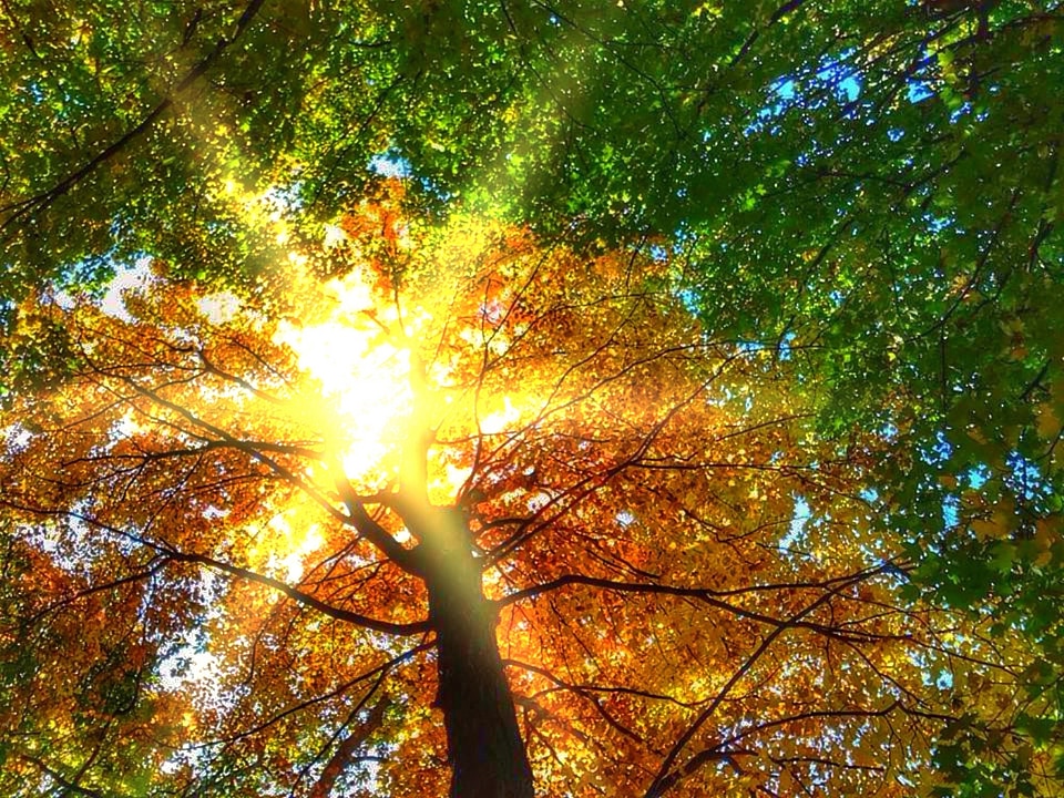 September foliage tree