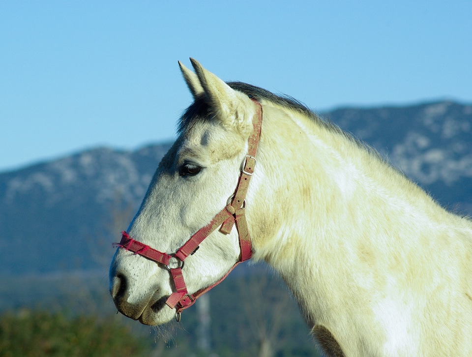 Breeding horseback riding halter