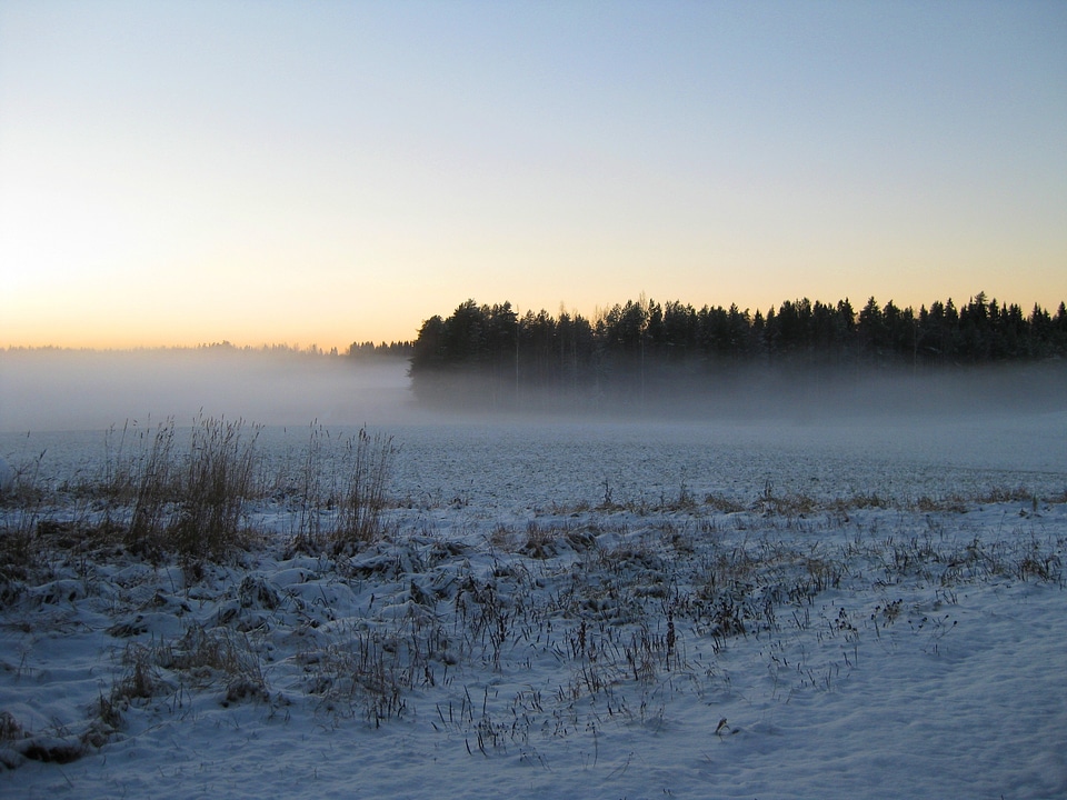 Fog forest field