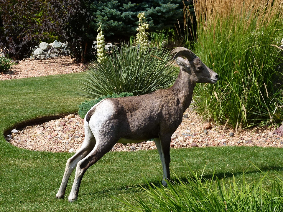 Mammal british columbia canada photo