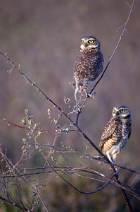 Venezuela llanos animal photo