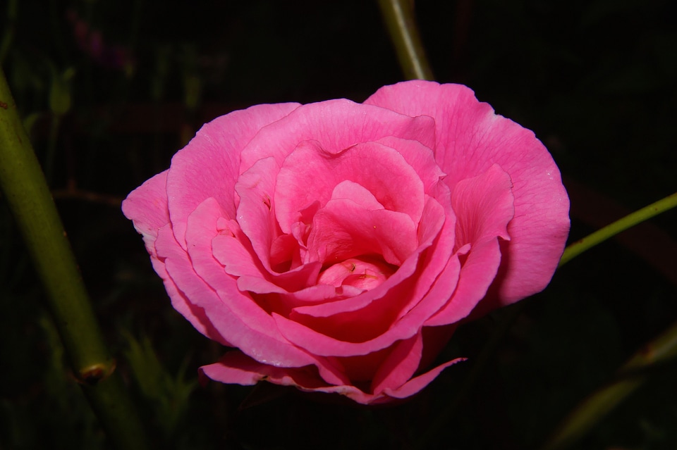 Pink summer garden