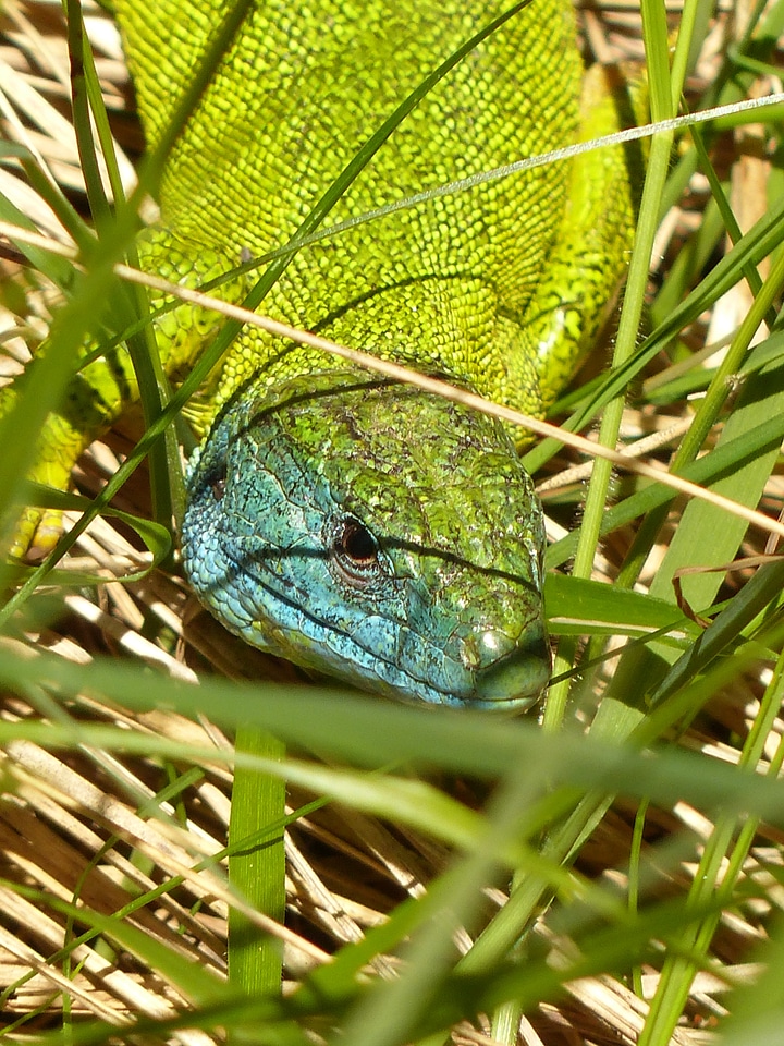 Lizard color colorful