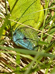 Lizard color colorful photo