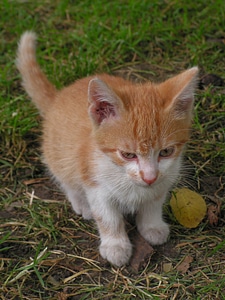 Small mammal animal photo