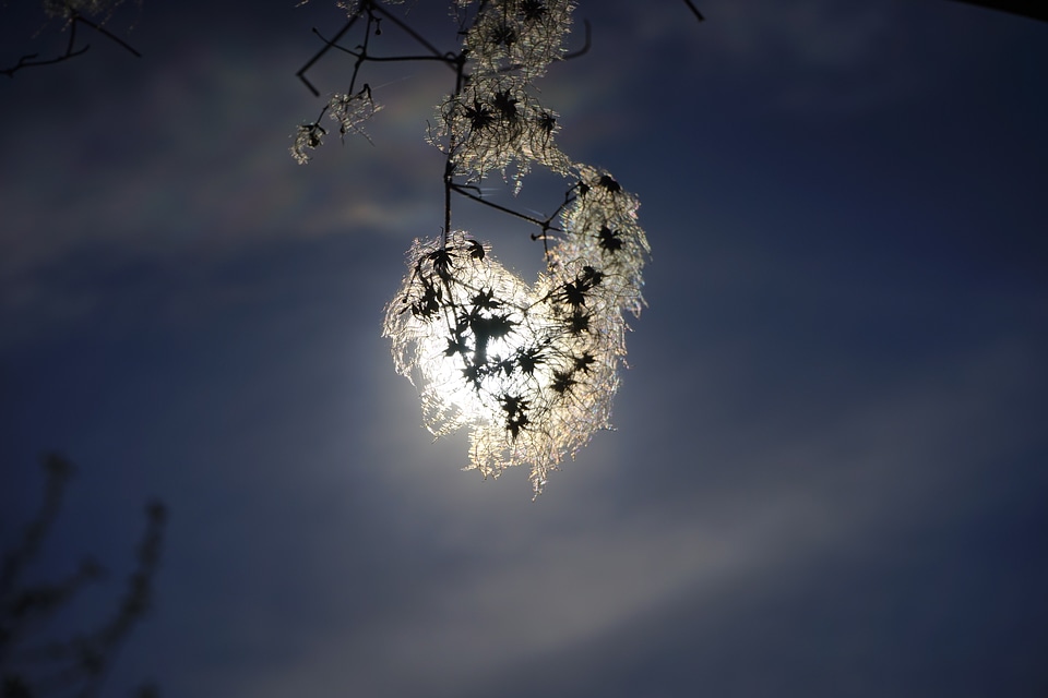 Shine through pods branch