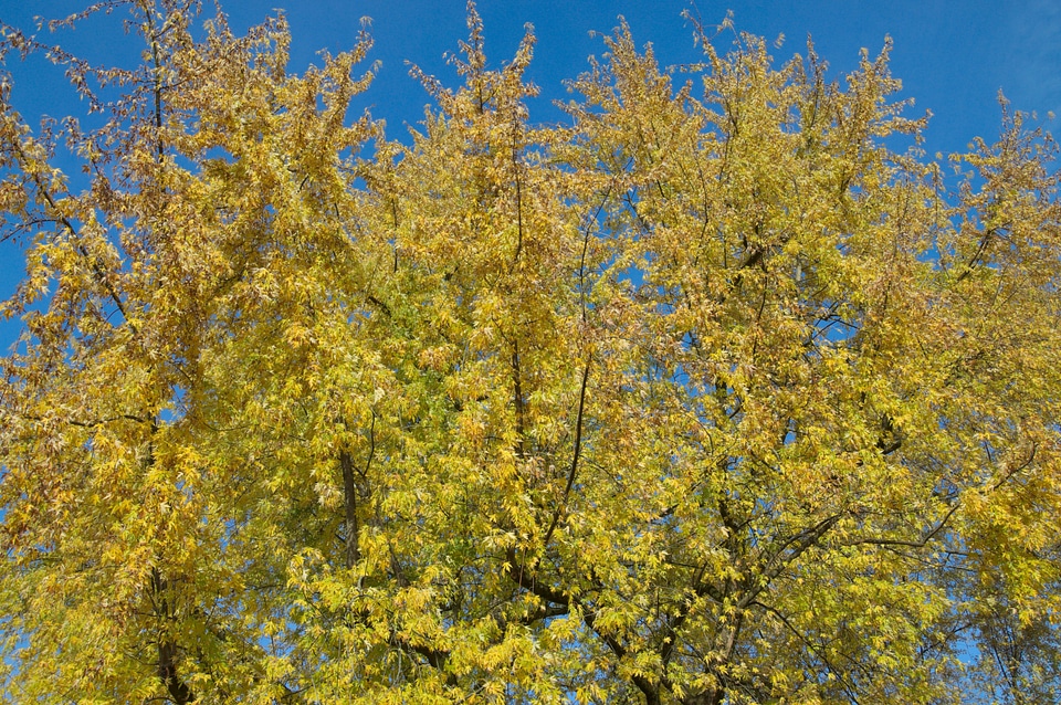 Autumn tree leaves