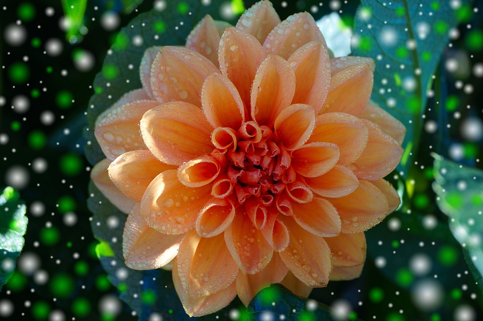 Plant orange greeting card