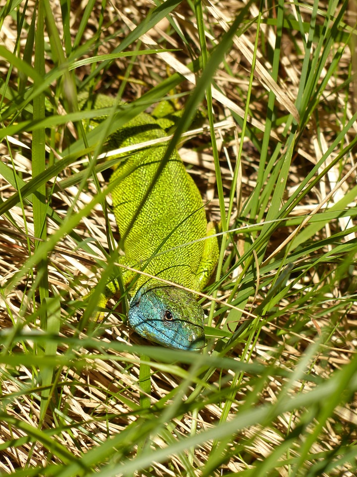 Lizard color colorful