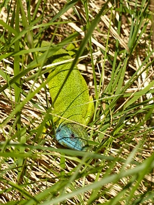 Lizard color colorful