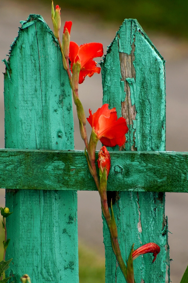 Garden fence macro large flowers
