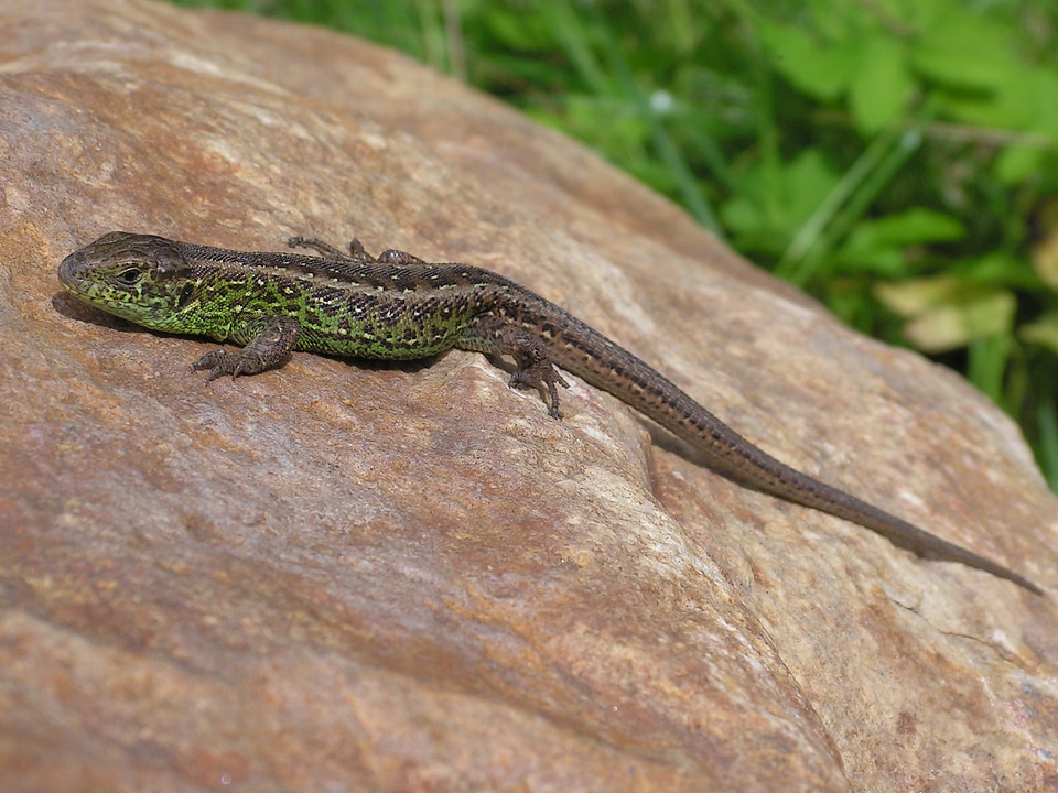 Male wild general