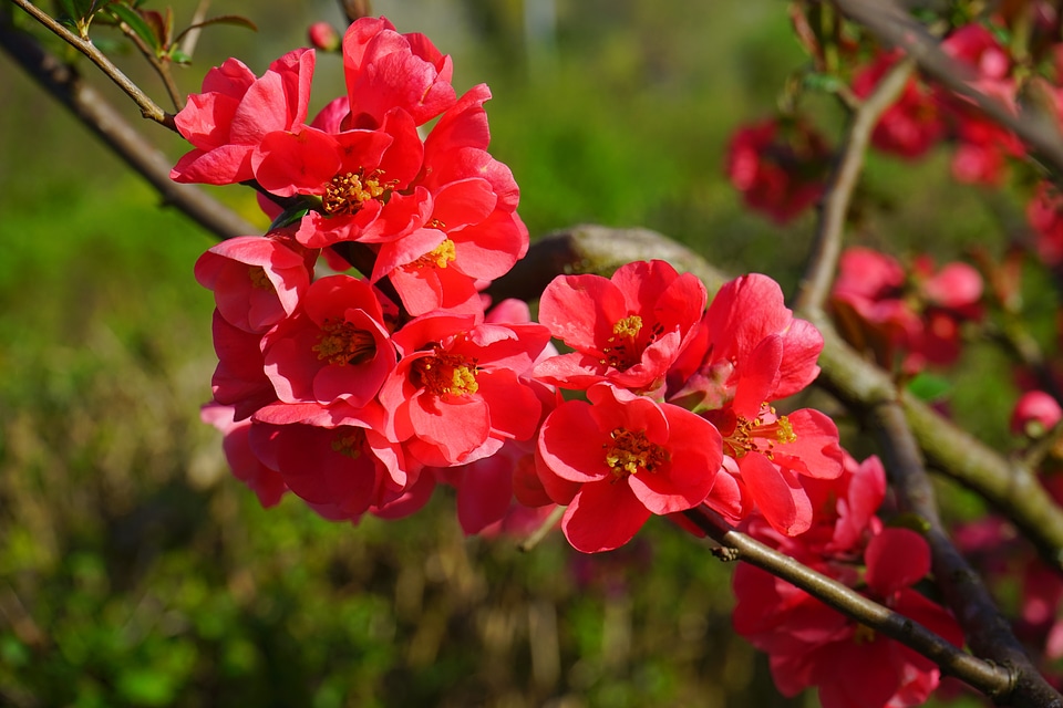 Red orange bush branch