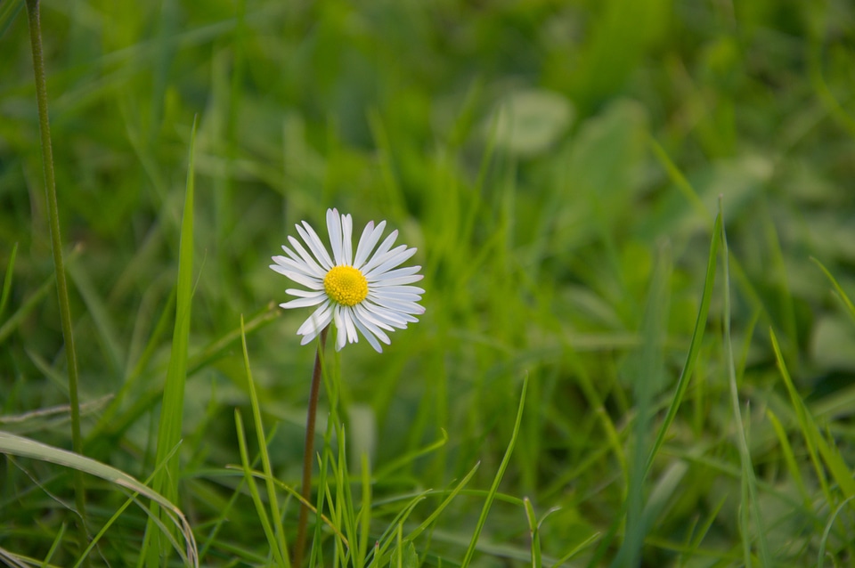 Green white daisy