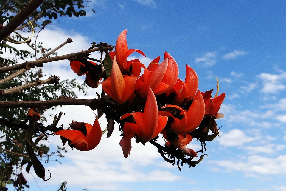India flower blossom