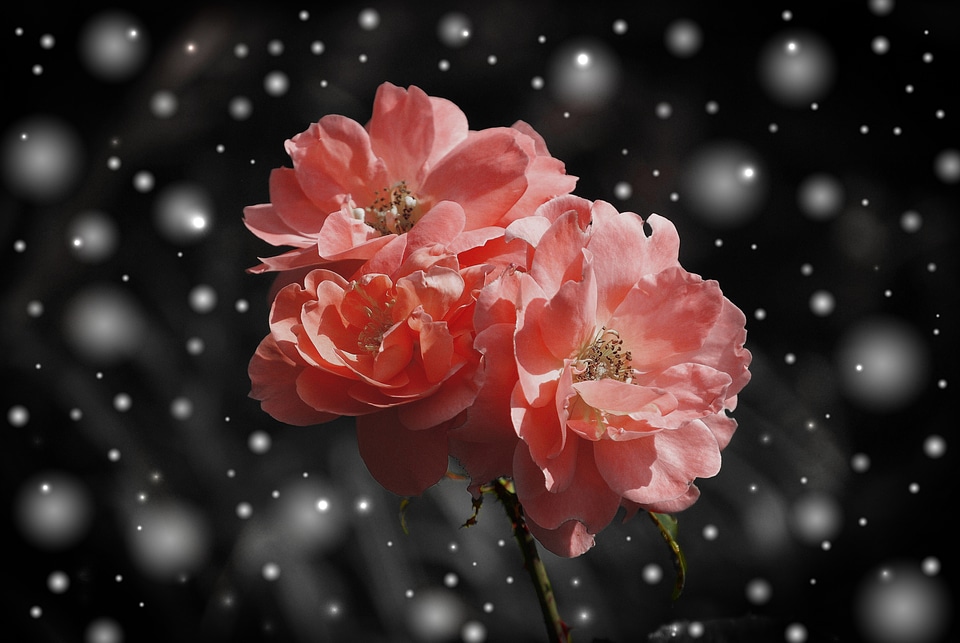 Plant fantasy snow