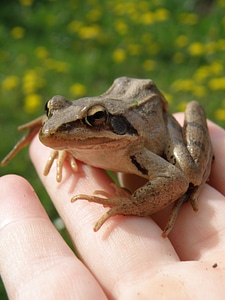 Frog amphibian in your hands
