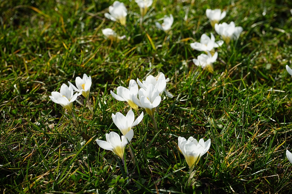 Flower spring bühen