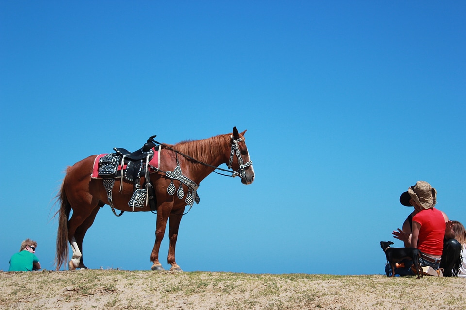 Horseback riding horses animal