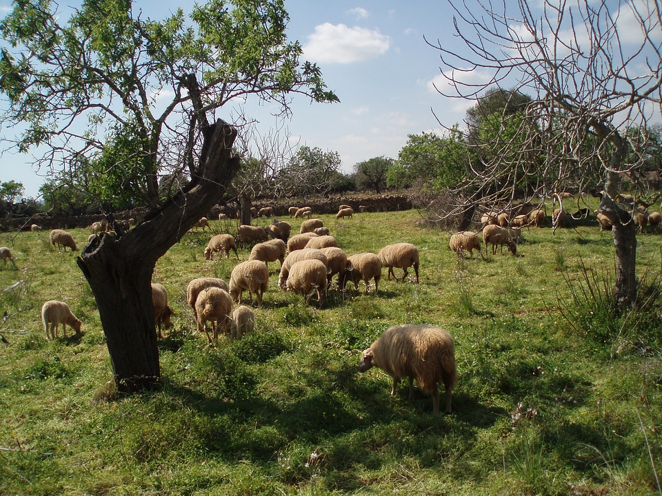 Flock of sheep animals flock